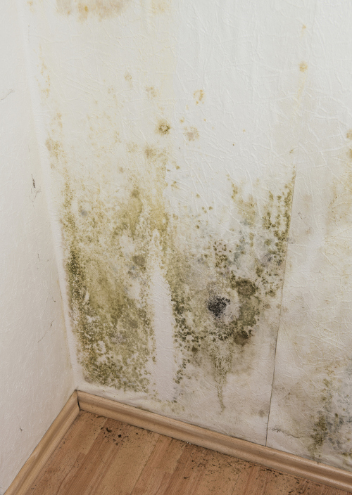 Mildew or Mould over the Walls! by ColourDrive Painting